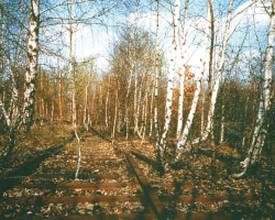 birken91_01.jpg birken91_01.jpg