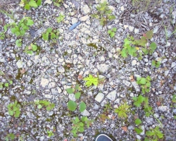 bodenbeiabwt2.jpg