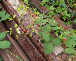 brombeeren.jpg