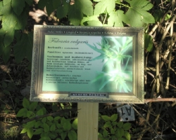 falcaria.jpg falcaria.jpg