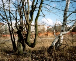krummebaeume_0304.jpg
