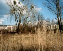mistelbaum_0304.jpg