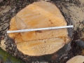 20160228-Baummassaker_01_Baum4_Bautz3_57cm_p