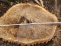 20160228-Baummassaker_25_Ehrenbaum-135cm-p