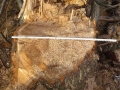 20160228-Baummassaker_26_Ehrenbaum_Nebenarm_84cm-p