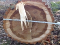 20160228-Baummassaker_65_Ehrenbaum_Stuueck_75cm_p
